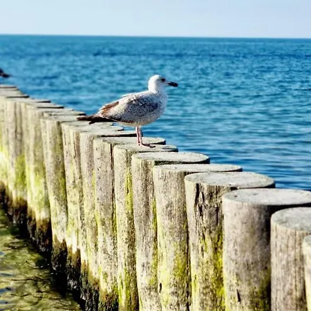 Seaside Czarna Mewa